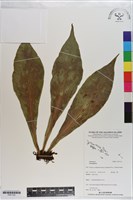 登錄號:P021125藏品圖，第1張