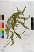 登錄號:P021126藏品圖，第1張