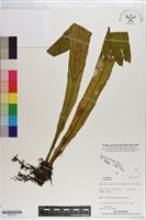 登錄號:P021127藏品圖，第1張