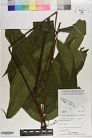 登錄號:P021129藏品圖，第1張