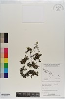 登錄號:P021130藏品圖，第1張