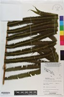 秦氏蕨藏品圖，第1張