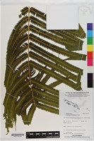 秦氏蕨藏品圖，第2張