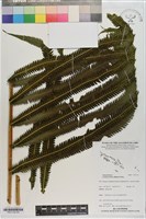 秦氏蕨藏品圖，第3張