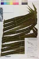 秦氏蕨藏品圖，第4張