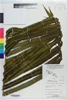 秦氏蕨藏品圖，第5張