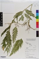 登錄號:P021133藏品圖，第1張