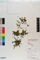 登錄號:P021134藏品圖，第1張