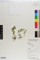 登錄號:P021139藏品圖，第1張