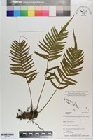 登錄號:P021140藏品圖，第1張