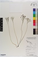 分枝莎草蕨藏品圖，第1張