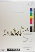 登錄號:P021146藏品圖，第1張