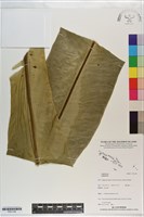 登錄號:P021148藏品圖，第1張