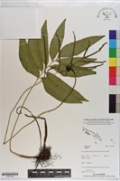 登錄號:P021149藏品圖，第1張