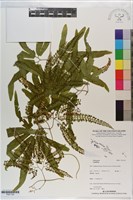 登錄號:P021150藏品圖，第1張