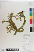 登錄號:P021152藏品圖，第1張