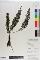 登錄號:P021153藏品圖，第1張