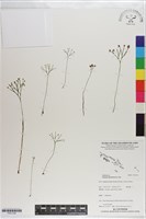 分枝莎草蕨藏品圖，第1張