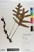 海岸擬茀蕨藏品圖，第1張