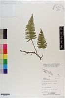 馬來陰石蕨藏品圖，第1張