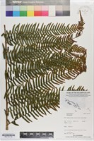 登錄號:P021157藏品圖，第1張