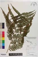 登錄號:P021157藏品圖，第2張