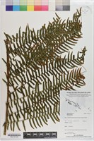 登錄號:P021157藏品圖，第3張