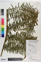 登錄號:P021157藏品圖，第4張