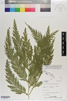 登錄號:P021160藏品圖，第1張