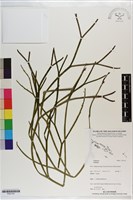 登錄號:P021161藏品圖，第1張