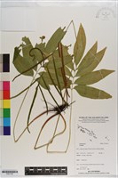 登錄號:P021163藏品圖，第1張