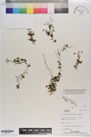 登錄號:P021165藏品圖，第1張