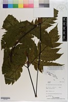 登錄號:P021166藏品圖，第1張