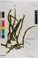 登錄號:P021167藏品圖，第1張