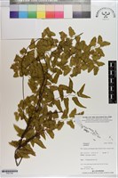 登錄號:P021169藏品圖，第1張