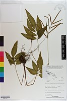 登錄號:P021170藏品圖，第1張