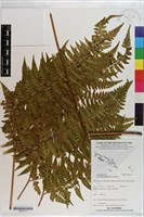 熱帶鱗蓋蕨藏品圖，第1張