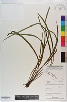 登錄號:P021174藏品圖，第1張