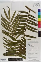 登錄號:P021175藏品圖，第1張