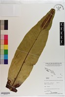 登錄號:P021176藏品圖，第1張