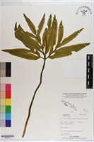 登錄號:P021177藏品圖，第1張