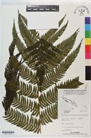 登錄號:P021178藏品圖，第1張