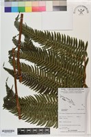 登錄號:P021178藏品圖，第2張