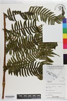 登錄號:P021178藏品圖，第3張