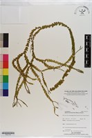 登錄號:P021179藏品圖，第1張