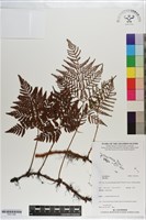 登錄號:P021180藏品圖，第1張