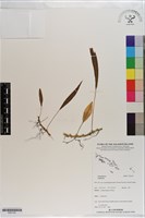 登錄號:P021181藏品圖，第1張