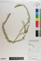 登錄號:P021183藏品圖，第1張