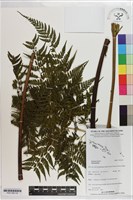 登錄號:P021185藏品圖，第1張