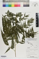 登錄號:P021185藏品圖，第2張